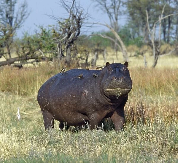 A lone hippo with attendant red-billed oxpeckers