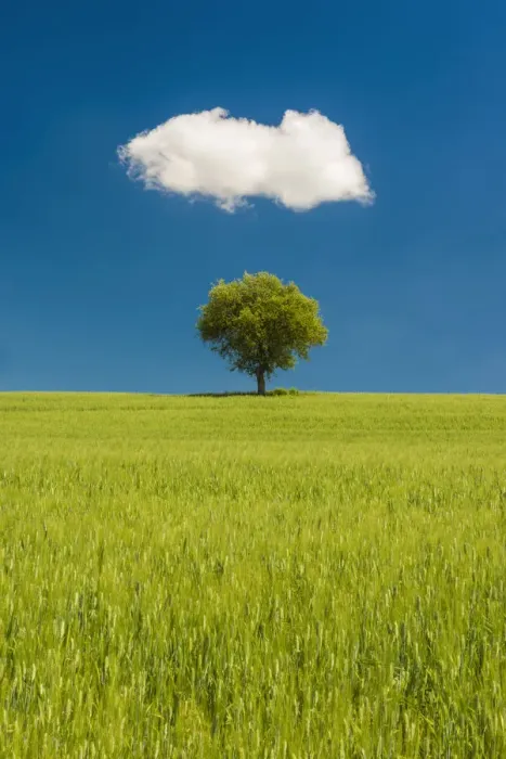 Framed Print : Lone Olive Tree and Cloud, Tuscany, Italy
