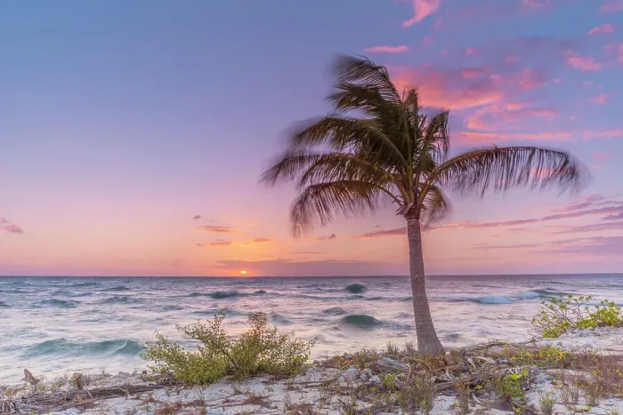 Framed Print : A lone palm tree along the coast of Cayman Brac at dusk in the Cayman Islands, British West Indies Framed Print : A lone palm tree along the coast of Cayman Brac at dusk in the Cayman Islands, British West Indies