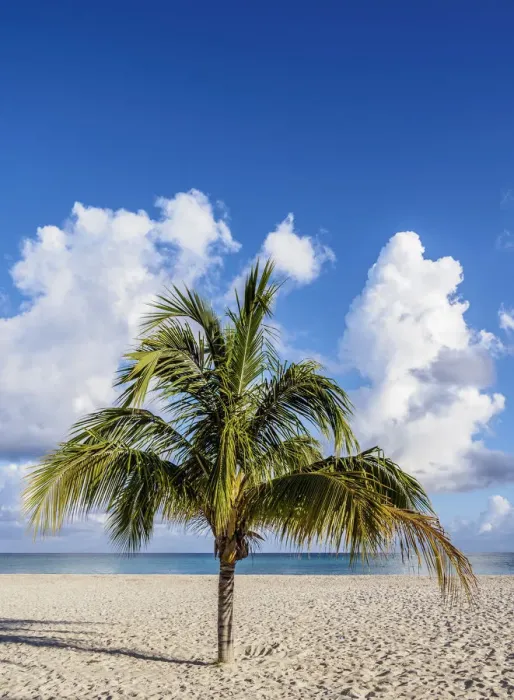 Framed Print : Lone Palm Tree, Guardalavaca Beach, Holguin Province, Cuba