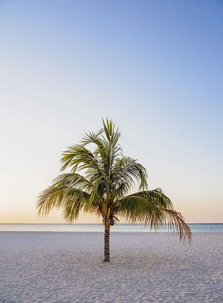 Lone Palm Tree at Guardalavaca Beach, sunset, Holguin Province, Cuba