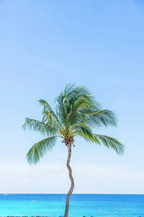 Framed Print : Lone palm tree, Needhams Point Bay, Barbados, Caribbean Framed Print : Lone palm tree, Needhams Point Bay, Barbados, Caribbean
