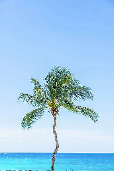 Lone palm tree, Needhams Point Bay, Barbados, Caribbean