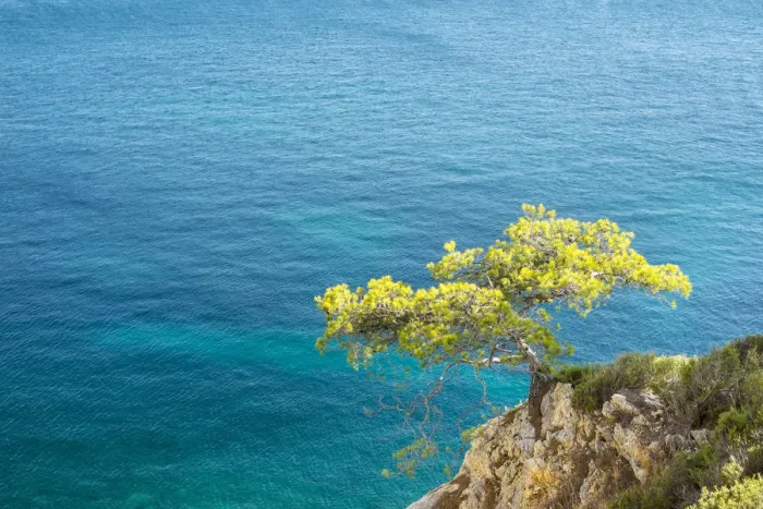 Framed Print : Lone pine tree growing from rocky ledge over blue water, Calanque de Sugiton, Parc