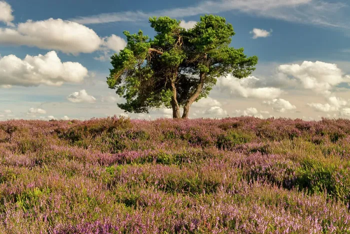 Framed Print : Lone Pine Tree in Heather, North Yorkshire Moors National Park, Yorkshire, England Framed Print : Lone Pine Tree in Heather, North Yorkshire Moors National Park, Yorkshire, England