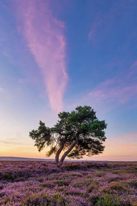 Framed Print : Lone Pine Tree in Heather, North Yorkshire Moors National Park, Yorkshire, England Framed Print : Lone Pine Tree in Heather, North Yorkshire Moors National Park, Yorkshire, England