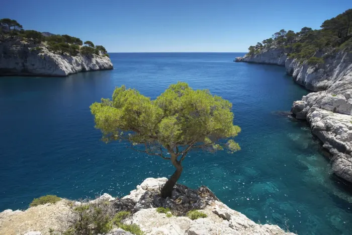 Framed Print : Lone Pine Tree, Les Calanques, Cassis, Provence, France Framed Print : Lone Pine Tree, Les Calanques, Cassis, Provence, France