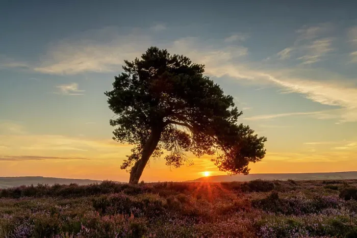 Framed Print : Lone Pine Tree at Sunrise, North Yorkshire Moors National Park, Yorkshire, England Framed Print : Lone Pine Tree at Sunrise, North Yorkshire Moors National Park, Yorkshire, England