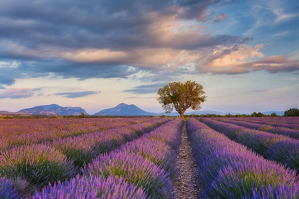 Lone Tree (almond tree) in blooming Lavender field (Lavendula augustifolia), Valensole, Plateau de Valensole, Alpes-de-Haute-Provence, Provence-Alpes-Cote d'Azur, Provence, Southern France, France