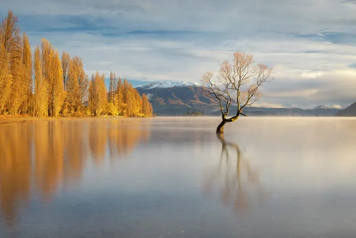 Framed Print : The lone tree on a beautiful autumnal morning on Lake Wanaka, Otago, South Island, New Zealand. Autumn (May) 2025