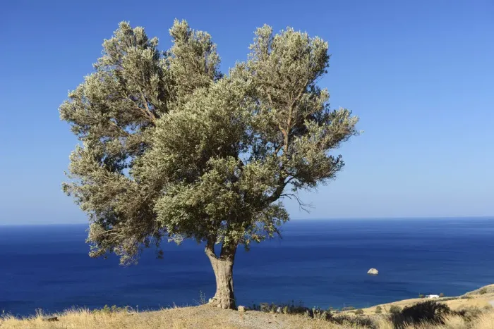 Framed Print : Lone tree on the coast, Lendas, South Coast, Crete, Greece, Europe Framed Print : Lone tree on the coast, Lendas, South Coast, Crete, Greece, Europe