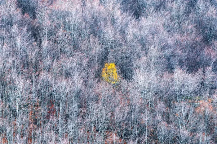 Framed Print : Lone tree in a dead forest, Appennines, Tuscany, Italy Framed Print : Lone tree in a dead forest, Appennines, Tuscany, Italy