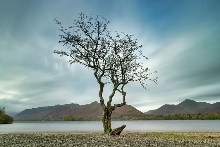 Framed Print : Lone Tree, Derwent Water, Keswick, Lake District National Park, Cumbria, England Framed Print : Lone Tree, Derwent Water, Keswick, Lake District National Park, Cumbria, England