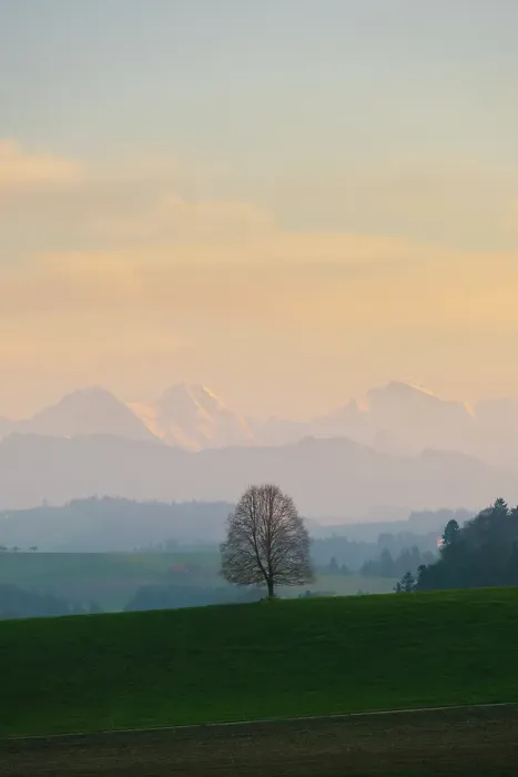 Framed Print : Lone tree with Eiger, Monch, Jungfrau behind, Emmental, Berner Oberland, Switzerland Framed Print : Lone tree with Eiger, Monch, Jungfrau behind, Emmental, Berner Oberland, Switzerland