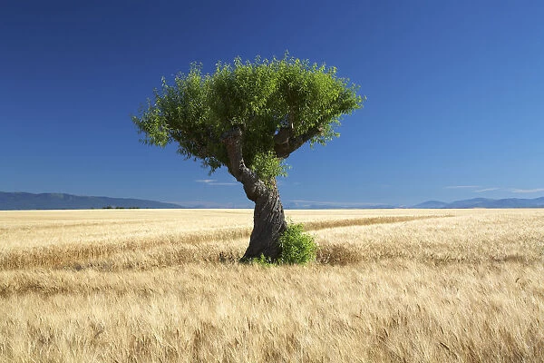 Lone Tree in Field of Barley, near Valensole, Alpes de Haute, Provence, France