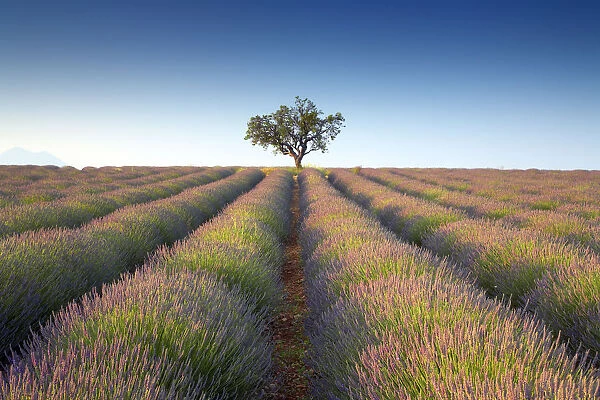 Lone Tree in Field of Lavender, near Puimoisson, Alpes de Haute, Provence, France