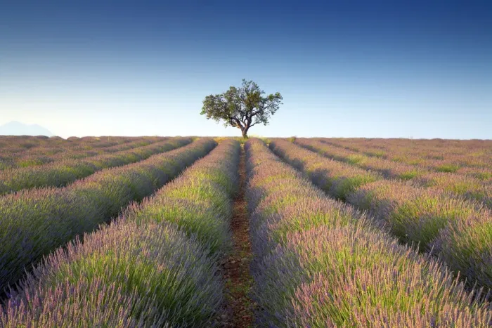 Framed Print : Lone Tree in Field of Lavender, near Puimoisson, Alpes de Haute, Provence, France Framed Print : Lone Tree in Field of Lavender, near Puimoisson, Alpes de Haute, Provence, France