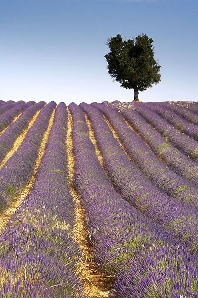Lone Tree in Field of Lavender, near Valensole, Alpes de Haute, Provence, France