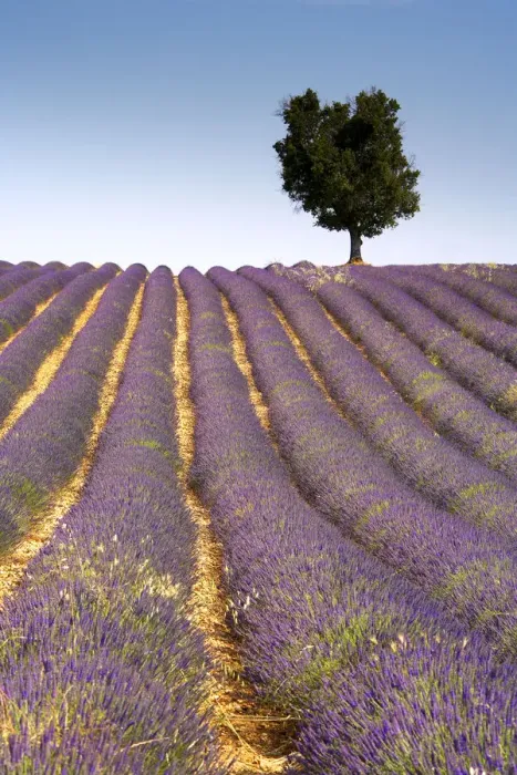 Framed Print : Lone Tree in Field of Lavender, near Valensole, Alpes de Haute, Provence, France Framed Print : Lone Tree in Field of Lavender, near Valensole, Alpes de Haute, Provence, France