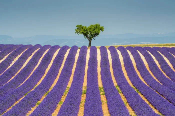 Framed Print : Lone Tree in Field of Lavender, Provence, France Framed Print : Lone Tree in Field of Lavender, Provence, France