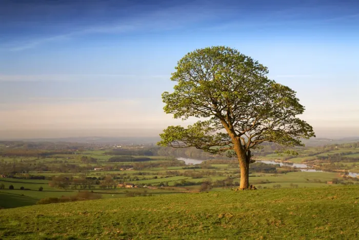 Framed Print : Lone Tree in Field, near The Roaches, Peak District National Park, Derbyshire, England
