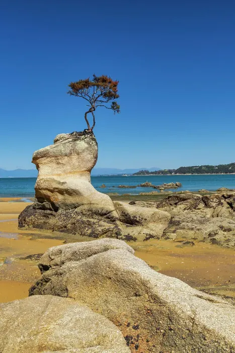 Framed Print : Lone Tree Growing Out of Rock, Tinline Bay, Abel Tasman National Park, South Island, New Zealand Framed Print : Lone Tree Growing Out of Rock, Tinline Bay, Abel Tasman National Park, South Island, New Zealand
