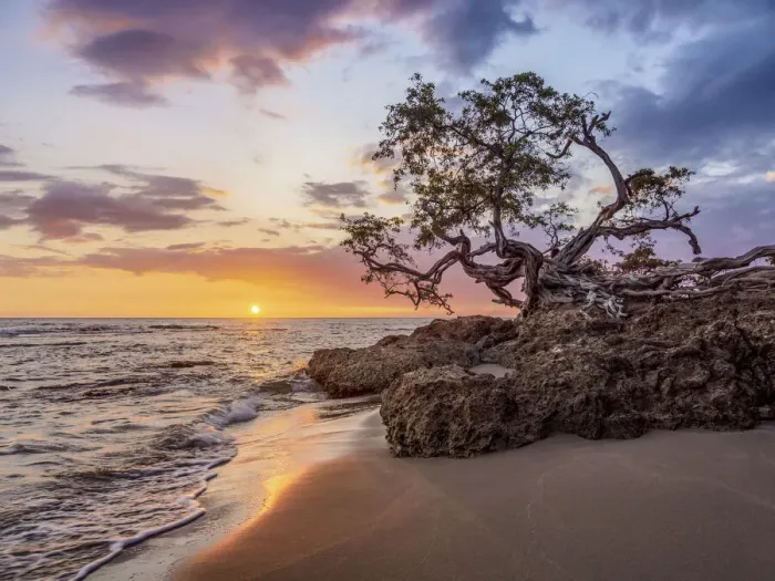 Framed Print : Lone Tree by the Jack Sprat Beach at sunset, Treasure Beach, Saint Elizabeth Parish Framed Print : Lone Tree by the Jack Sprat Beach at sunset, Treasure Beach, Saint Elizabeth Parish