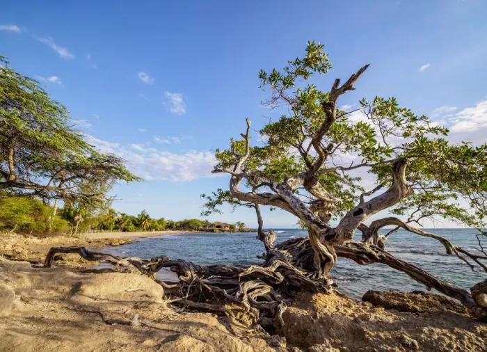 Framed Print : Lone Tree by the Jack Sprat Beach, Treasure Beach, Saint Elizabeth Parish, Jamaica Framed Print : Lone Tree by the Jack Sprat Beach, Treasure Beach, Saint Elizabeth Parish, Jamaica