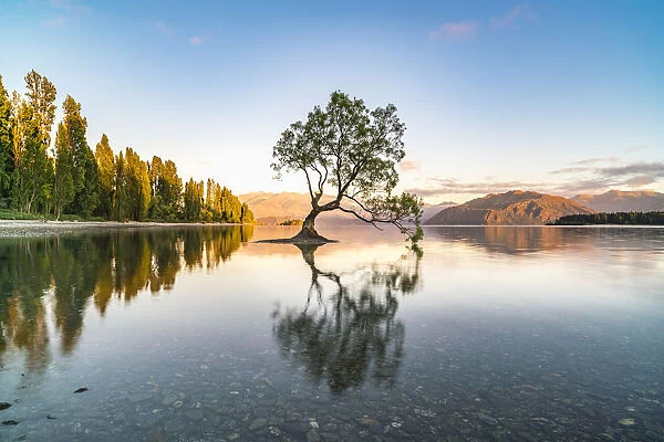 The lone tree in Lake Wanaka in the morning light. Wanaka, Queenstown Lakes district