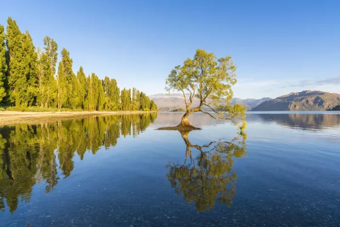 Framed Print : The lone tree in Lake Wanaka in the morning light. Wanaka, Queenstown Lakes district Framed Print : The lone tree in Lake Wanaka in the morning light. Wanaka, Queenstown Lakes district