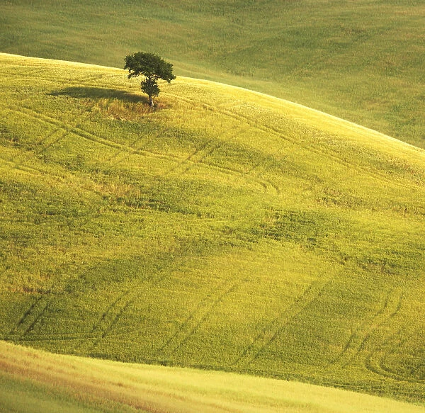 Lone Tree in Landscape, near Pienza, Tuscany, Italy