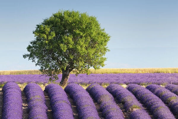 Lone tree in Lavender field (Lavendula augustifolia), Valensole, Plateau de Valensole, Alpes-de-Haute-Provence, Provence-Alpes-Cote d Azur, Provence, France