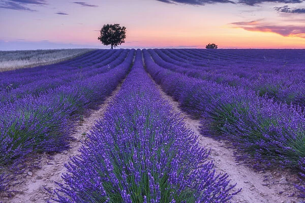 Lone Tree in Lavender field (Lavendula augustifolia), Valensole, Plateau de Valensole, Alpes-de-Haute-Provence, Provence-Alpes-Cote d Azur, Provence, France