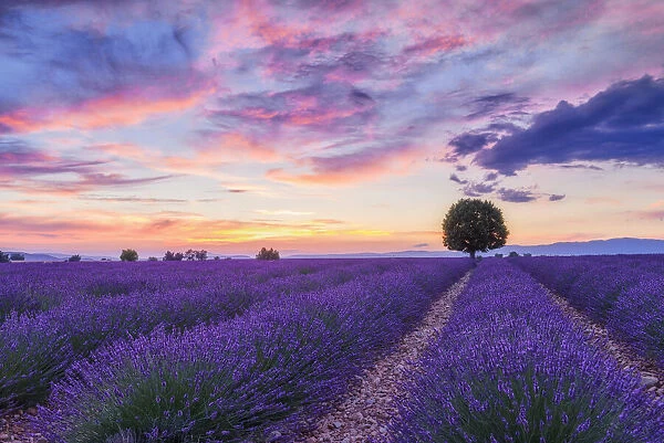 Lone tree in Lavender field (Lavendula augustifolia) at sunset, Provence-Alpes-Cote d Azur, Alpes de Haute Provence, Pullmosion, Valensole, Provence, Plateau de Valensole, France