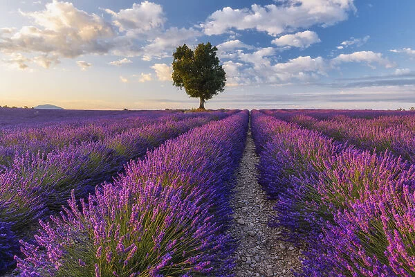 Lone Tree in Lavender field (Lavendula augustifolia), Valensole, Plateau de Valensole, Alpes-de-Haute-Provence, Provence-Alpes-Cote d Azur, Provence, France