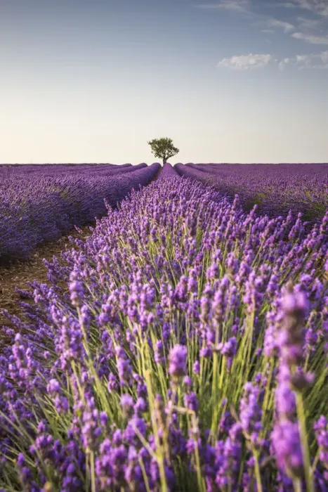 Framed Print : Lone tree in a lavender field. Plateau de Valensole, Alpes-de-Haute-Provence Framed Print : Lone tree in a lavender field. Plateau de Valensole, Alpes-de-Haute-Provence