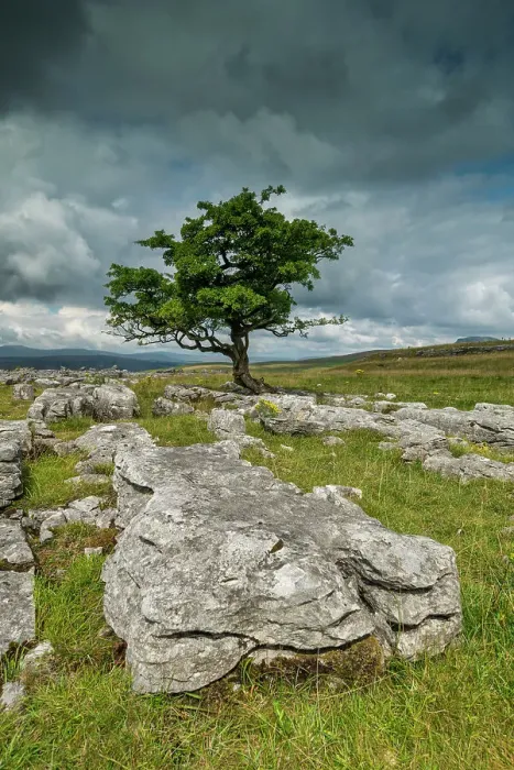 Framed Print : Lone Tree & Limestone Pavement, Langcliffe, Yorkshire Dales, England Framed Print : Lone Tree & Limestone Pavement, Langcliffe, Yorkshire Dales, England