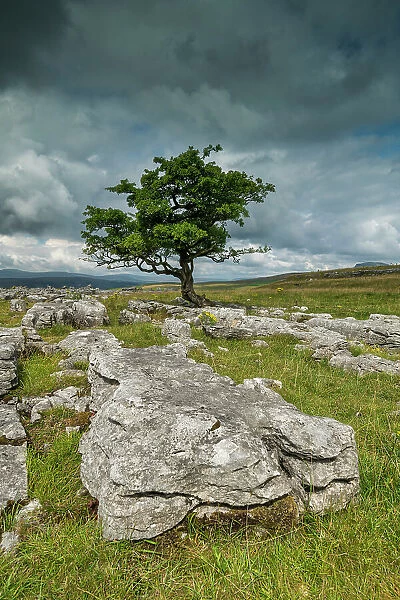 Lone Tree & Limestone Pavement, Langcliffe, Yorkshire Dales, England