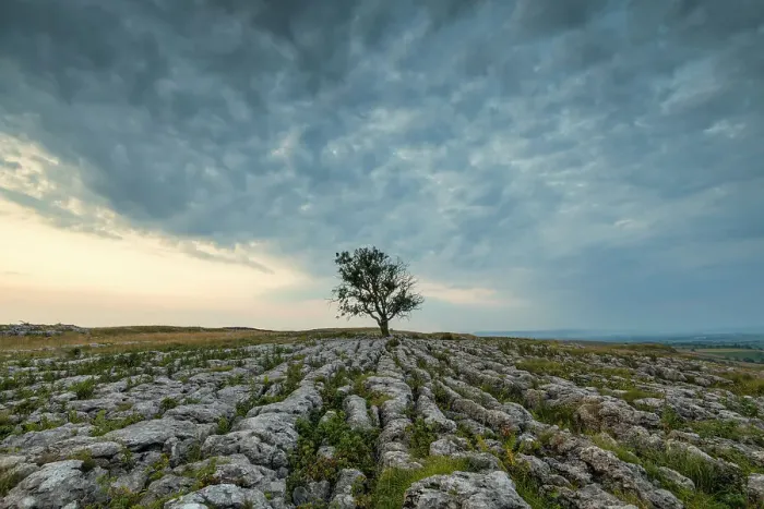 Framed Print : Lone Tree on Limestone Pavement, Malham, Yorkshire Dales, England Framed Print : Lone Tree on Limestone Pavement, Malham, Yorkshire Dales, England