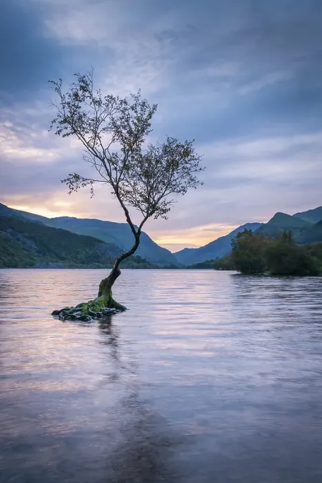 Framed Print : Lone tree on Llyn Padarn at dawn, Llanberis, Snowdonia National Park, Wales, UK. Autumn (October) 2023