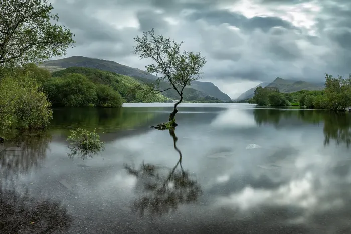 Framed Print : Lone tree at Llyn Padarn in Llanberis, Snowdonia National Park, Wales, UK