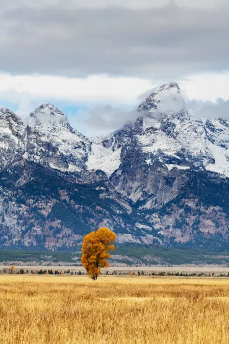 Framed Print : Lone tree at Mormon Row, Grand Teton National Park, Wyoming, USA Framed Print : Lone tree at Mormon Row, Grand Teton National Park, Wyoming, USA