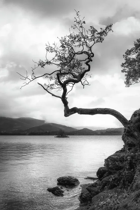 Framed Print : Lone tree, Otterbield Bay, Derwentwater, Cumbria, England Framed Print : Lone tree, Otterbield Bay, Derwentwater, Cumbria, England