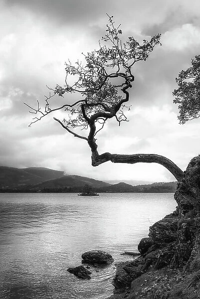 Lone tree, Otterbield Bay, Derwentwater, Cumbria, England