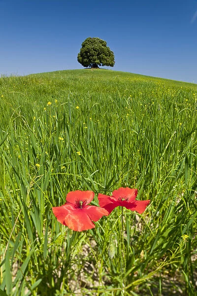 Lone Tree & Two Poppies, Tuscany, Italy