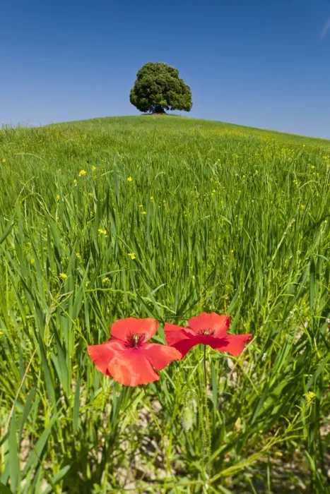 Framed Print : Lone Tree & Two Poppies, Tuscany, Italy Framed Print : Lone Tree & Two Poppies, Tuscany, Italy