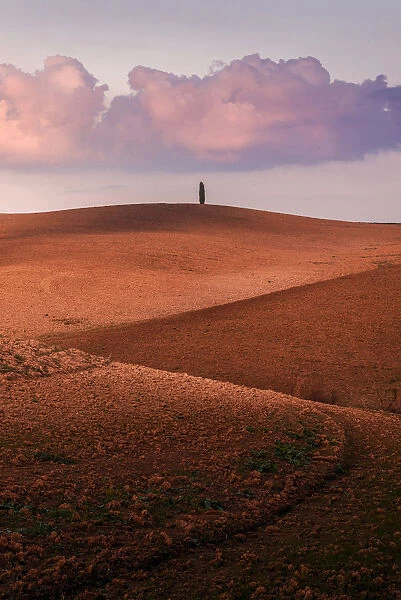 Lone tree with rolling hills in autumn at sunset, Val d Orcia, Tuscany, Italy