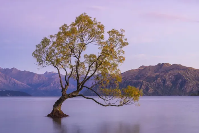 Framed Print : Lone tree in Roys Bay on Wanaka Lake before sunrise, Wanaka, Queenstown-lakes District Framed Print : Lone tree in Roys Bay on Wanaka Lake before sunrise, Wanaka, Queenstown-lakes District