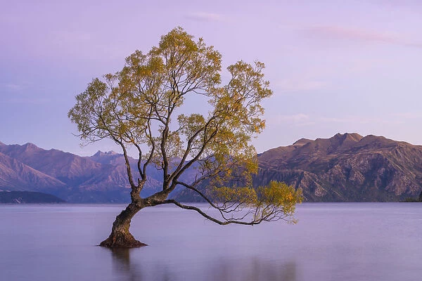 Lone tree in Roys Bay on Wanaka Lake before sunrise, Wanaka, Queenstown-lakes District