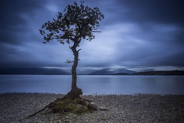 Lone tree on shore at Milarrochy Bay against cloudy sky during dusk, Loch Lomond